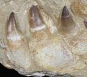 Mosasaur (Prognathodon) Jaw Section With Teeth In Matrix #50795-1
